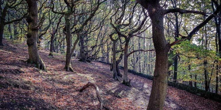 Galicia impulsa la forestación con ayudas cofinanciadas por Feader para 2024