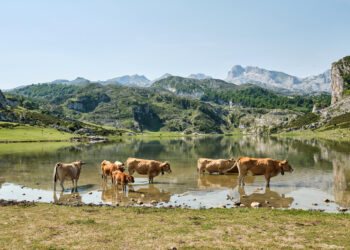 ayudas-pac-ganaderia-asturias