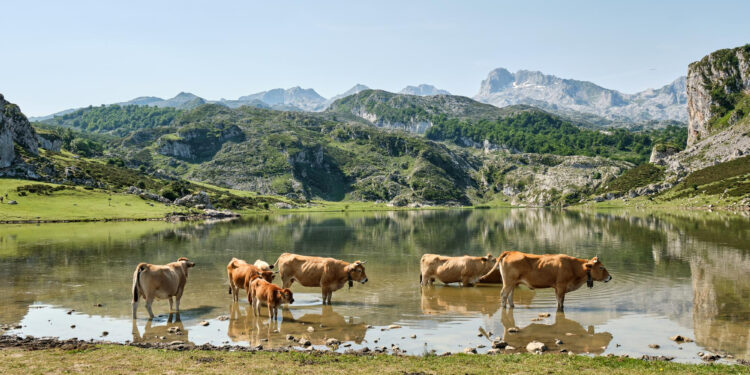 ayudas-pac-ganaderia-asturias