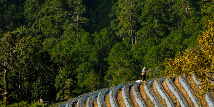 Convocatoria de oposiciones para Ingeniero Superior de Montes en el Ayuntamiento de Madrid